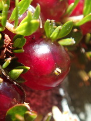 Coprosma atropurpurea