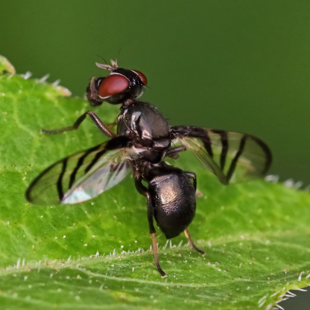 Rivellia variabilis