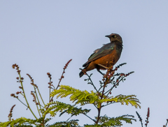 Lamprotornis pulcher