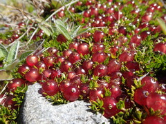 Coprosma atropurpurea