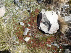 Coprosma atropurpurea