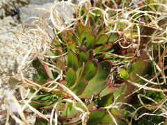 Epilobium crassum