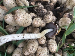 Coprinopsis variegata