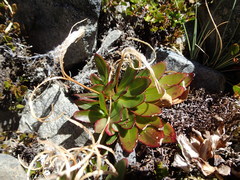 Epilobium crassum