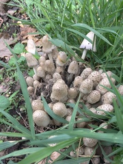 Coprinopsis variegata