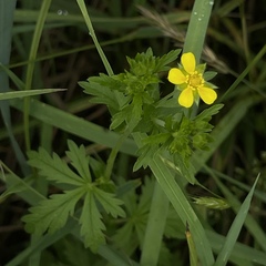 Potentilla intermedia