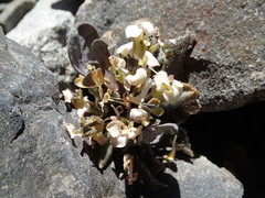 Notothlaspi rosulatum