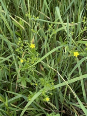 Potentilla intermedia