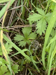 Potentilla intermedia