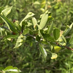 Blaesodiplosis venae