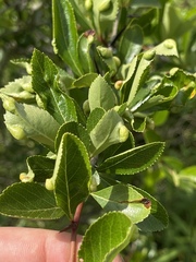 Blaesodiplosis venae