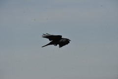 Corvus imparatus