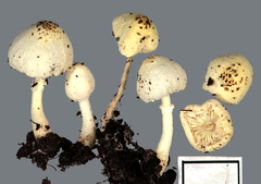 Leucocoprinus straminellus