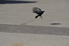 Corvus imparatus