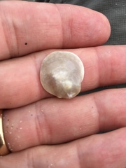 Anomia simplex image