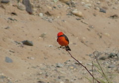 Pyrocephalus rubinus