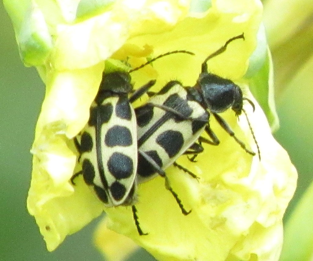 Astylus variegatus