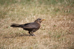 Turdus merula