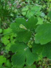 Phytomyza aquilegiae