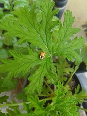 Harmonia axyridis