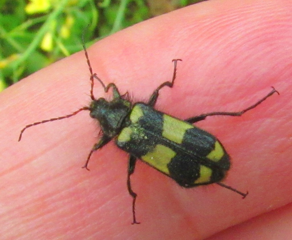 Astylus sexmaculatus