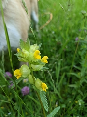 Rhinanthus minor