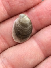 Crepidula maculosa