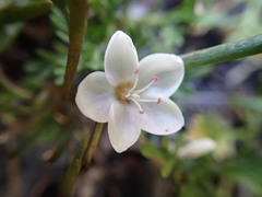 Montia sessiliflora