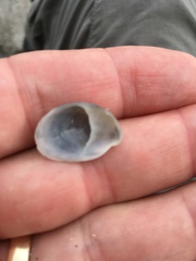 Crepidula maculosa