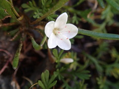 Montia sessiliflora