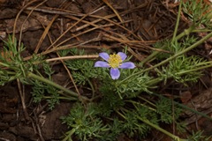 Anemone drummondii