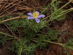 Anemone drummondii
