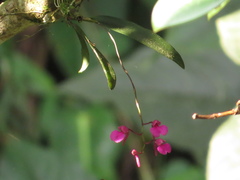 Comparettia falcata