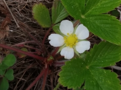 Fragaria vesca vesca