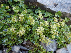 Azorella