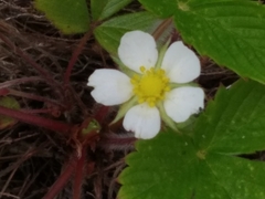 Fragaria vesca vesca