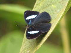 Diaethria euclides