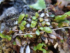 Notogrammitis crassior