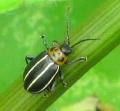 Disonycha conjuncta