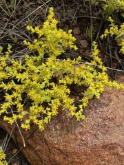 Sedum sarmentosum