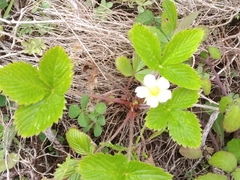 Fragaria vesca vesca