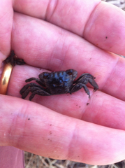 Parasesarma erythodactylum