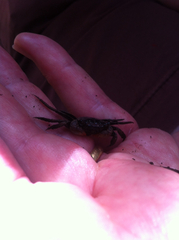 Parasesarma erythodactylum