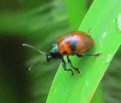 Typophorus