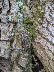 Ceratomia undulosa