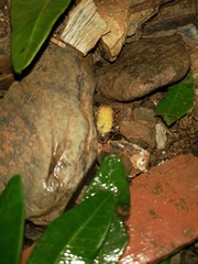 Lamprohiza mulsantii