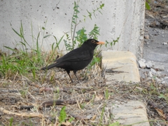 Turdus merula