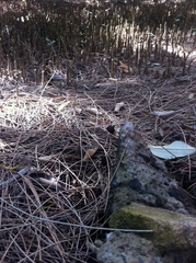 Parasesarma erythodactylum