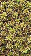 Sphagnum compactum