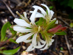 Scaevola gracilis